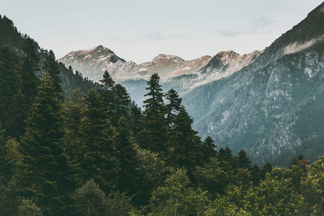 forest canopy wallpaper