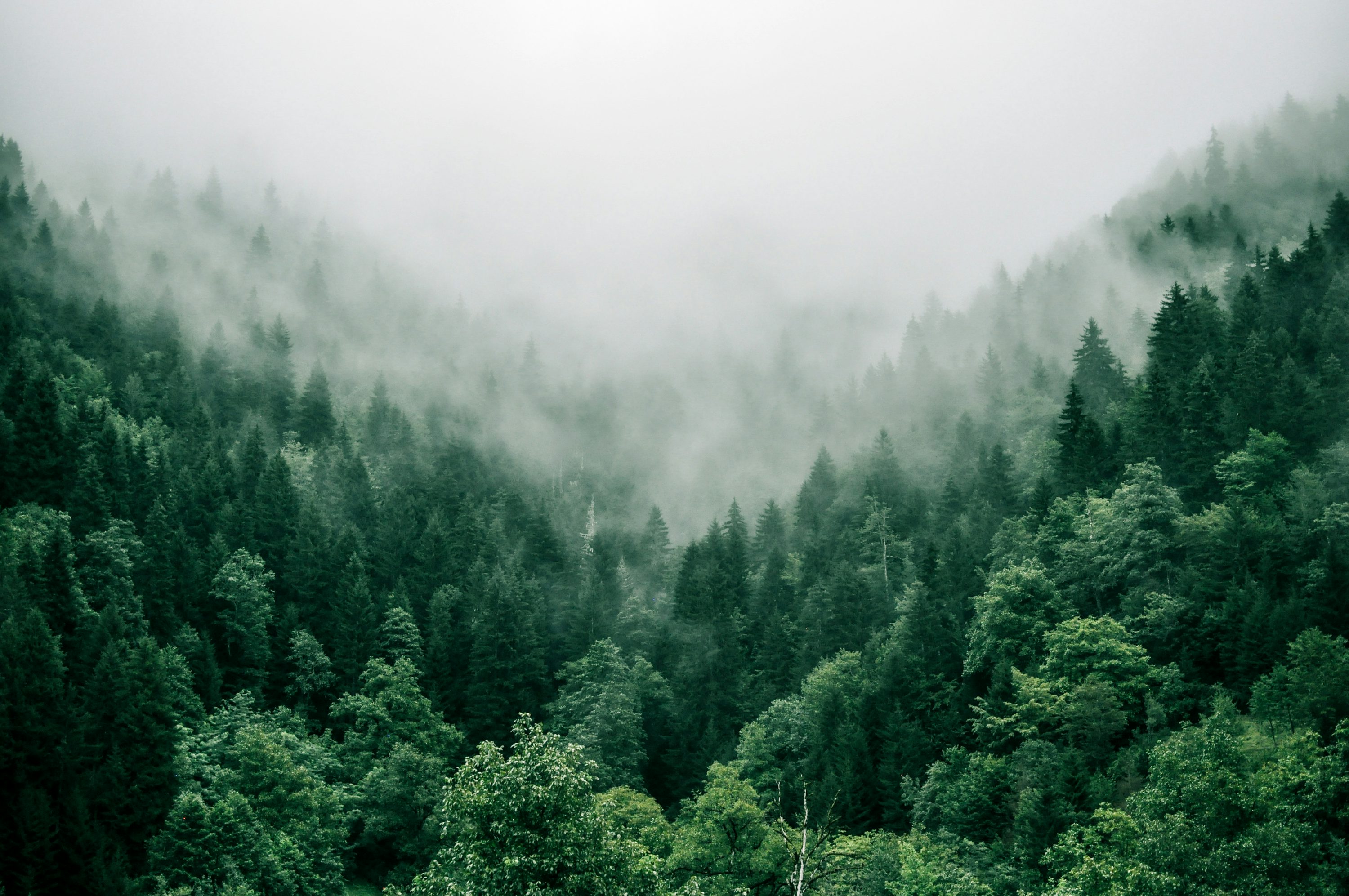 live forest wallpaper