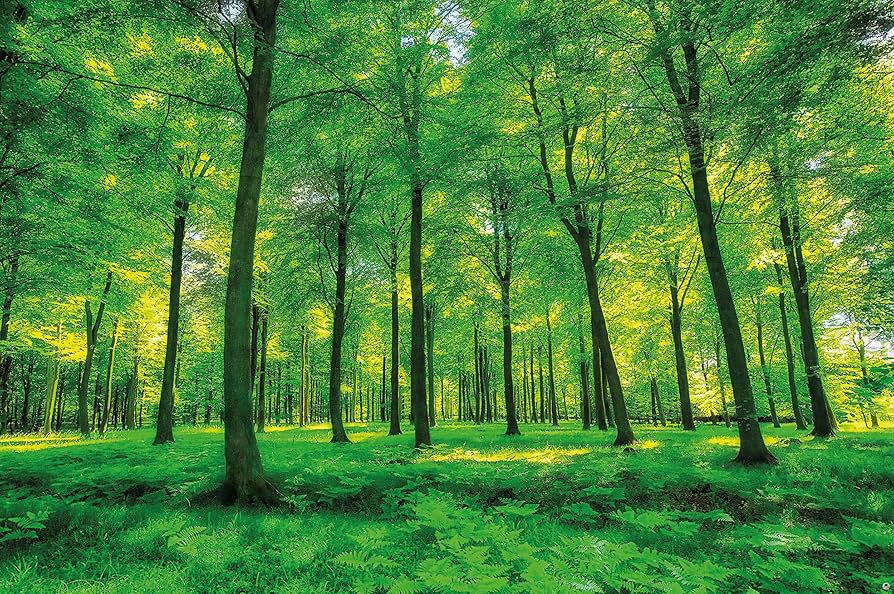 red forest wallpaper