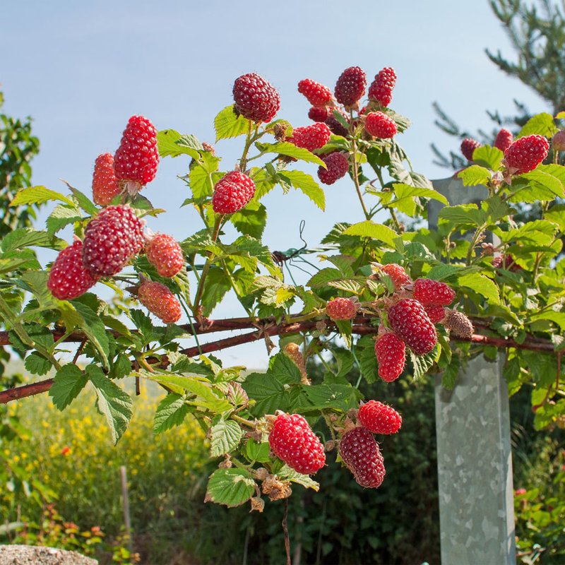 foto de framboesa colhida