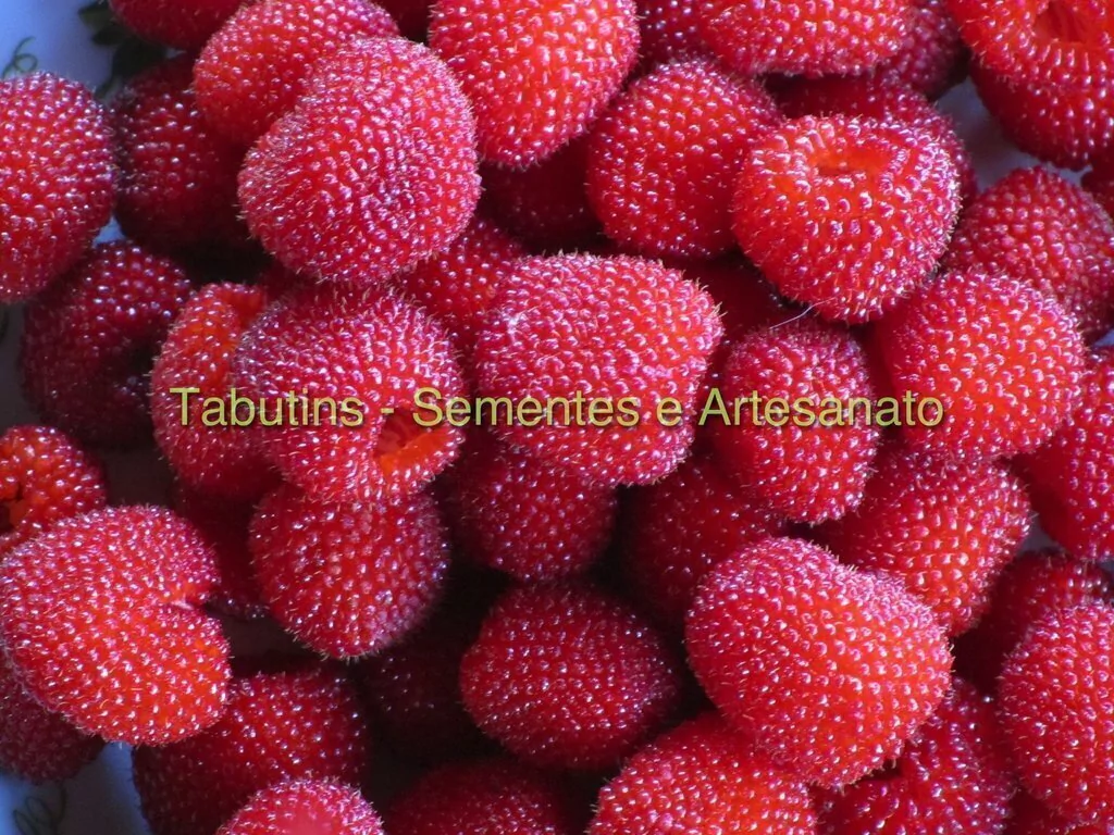 foto de framboesa para marketing