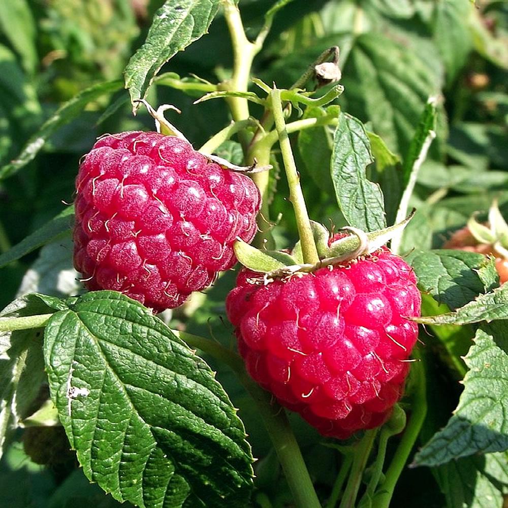 foto de framboesa com outras frutas