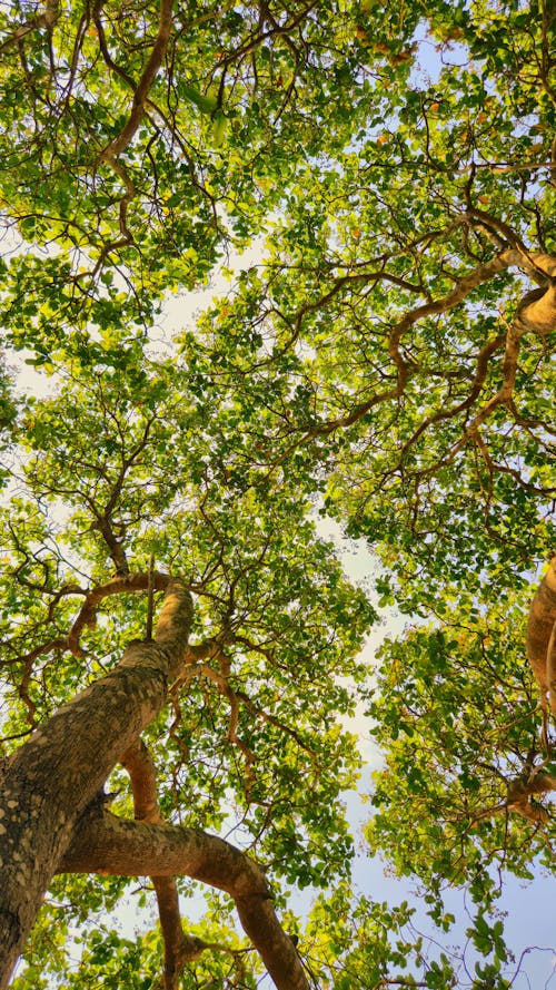 árvores e natureza paisagens