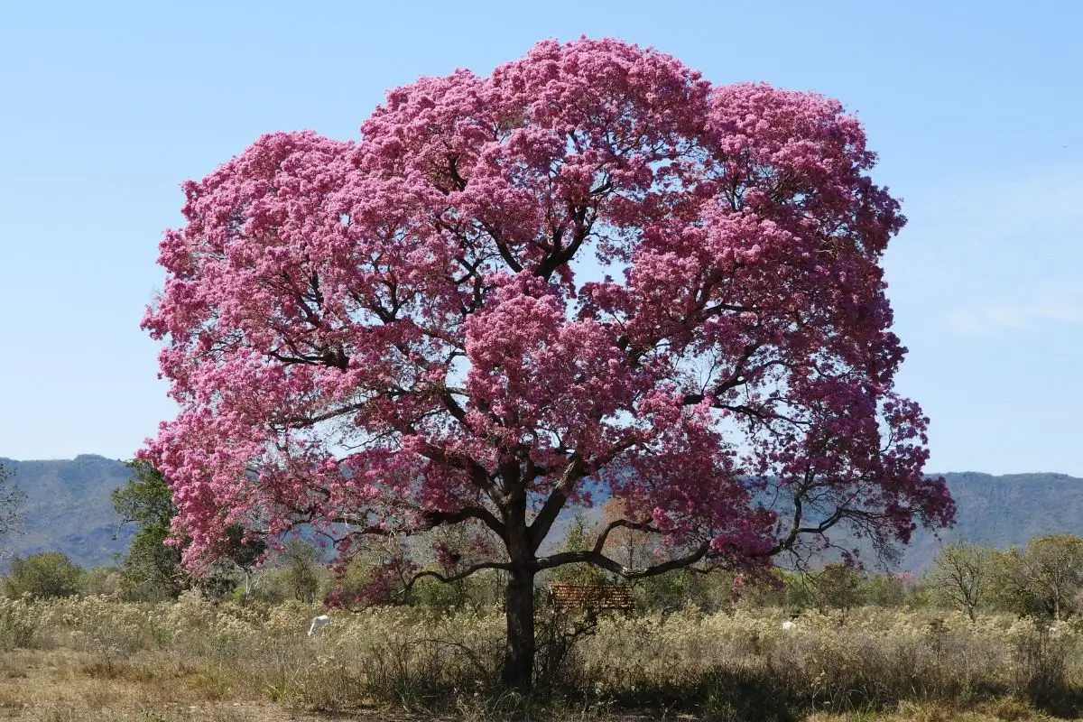 árvores majestosas na floresta
