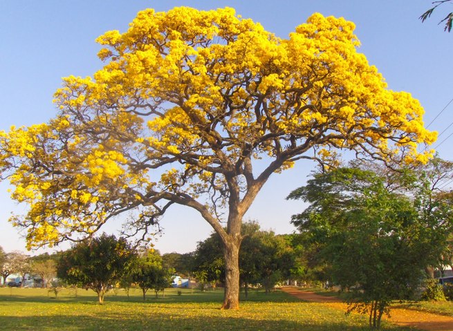 fotos de florestas exuberantes