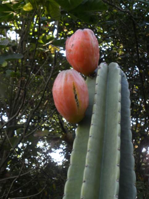 nome científico do mandacaru