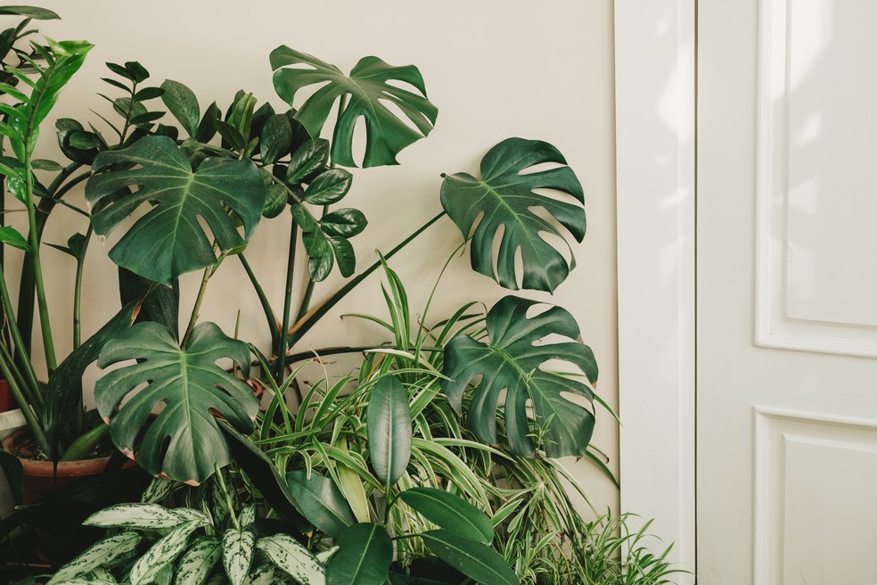 melhores plantas para hall de entrada feng shui