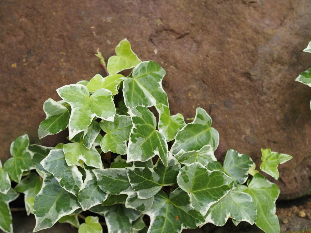 hera planta tóxica pets
