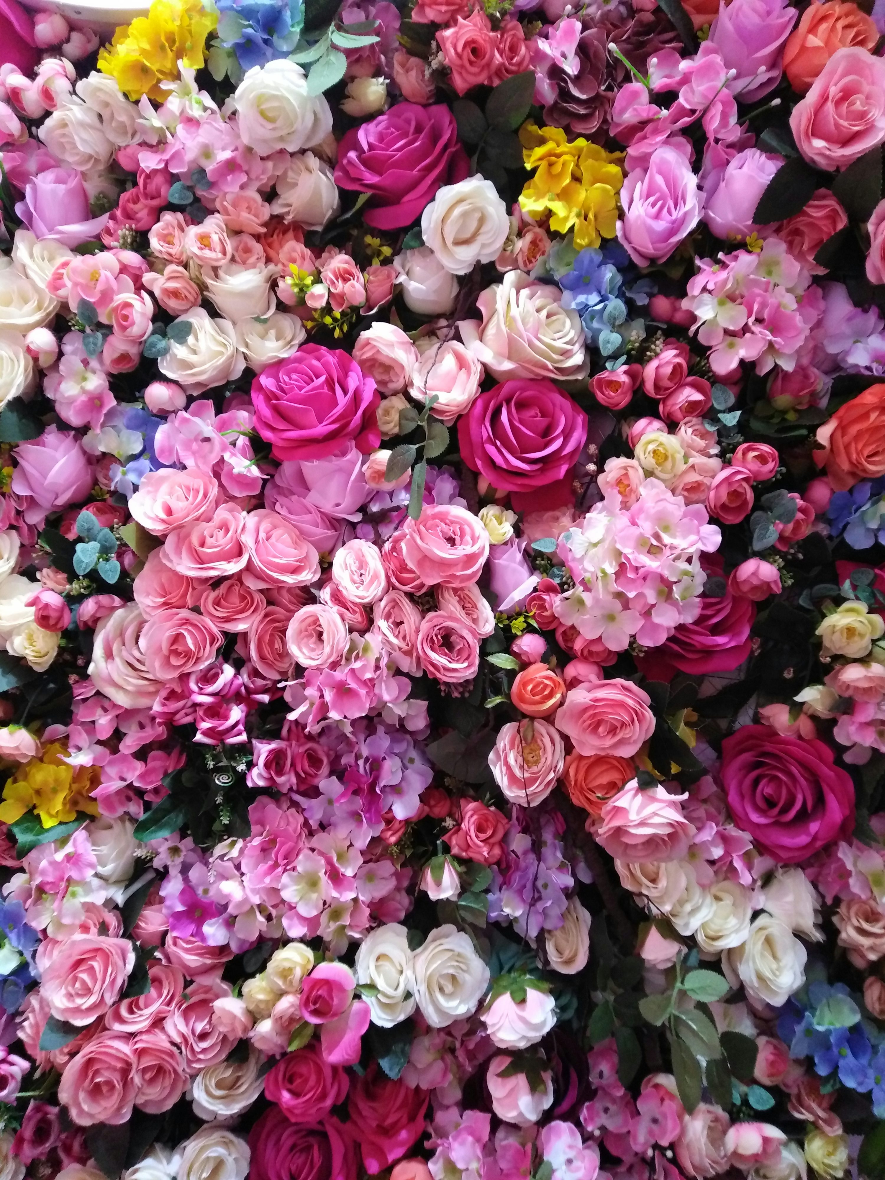 imagens de flores gratuitas