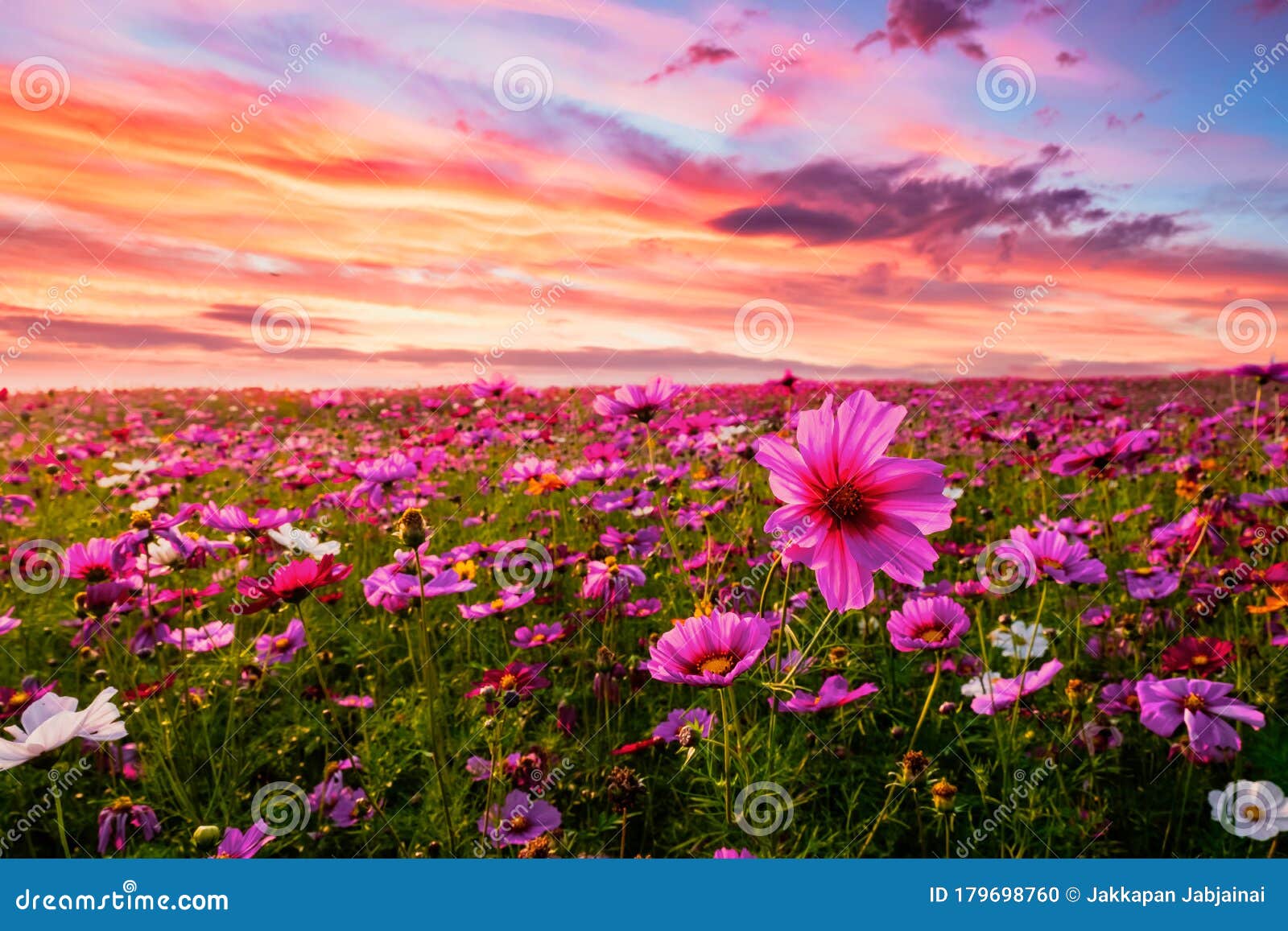 flores exóticas