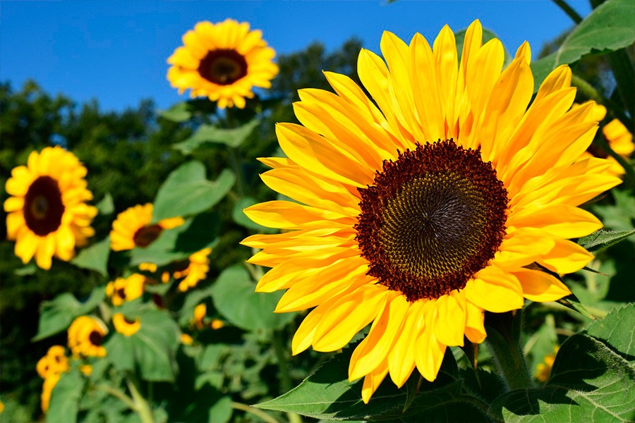 flores de outono