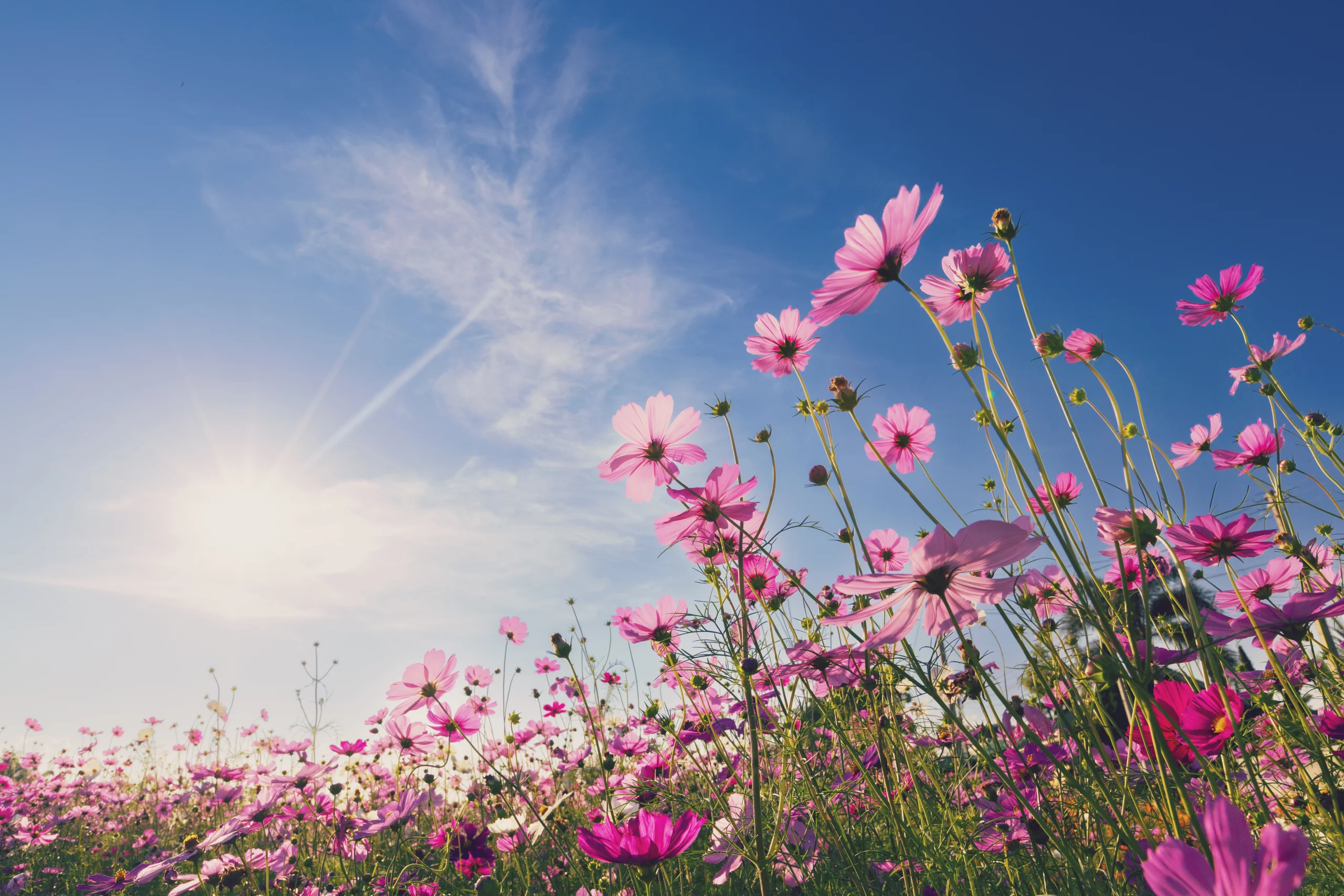 significado das flores