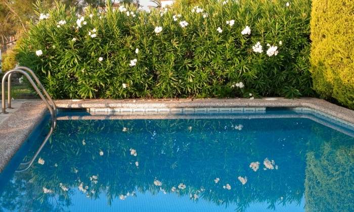 plantas para piscina que não sujam