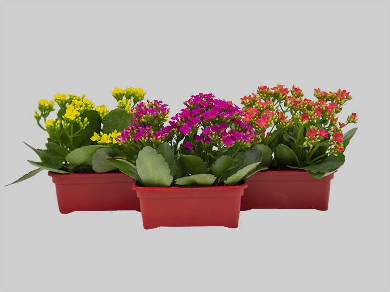jardineira para flores