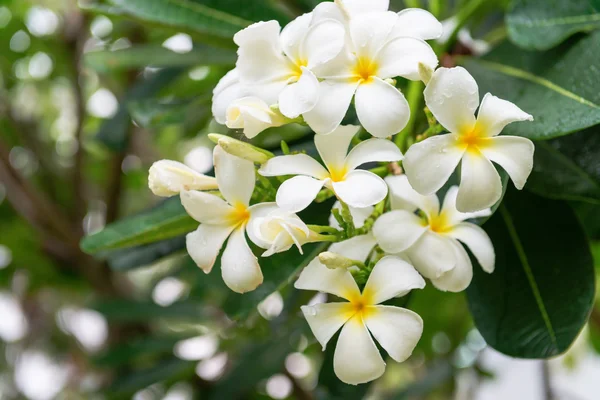 jasmim gosta de sol ou sombra