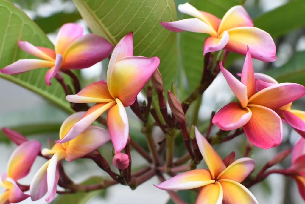 erros comuns ao cuidar de jasmim no sol