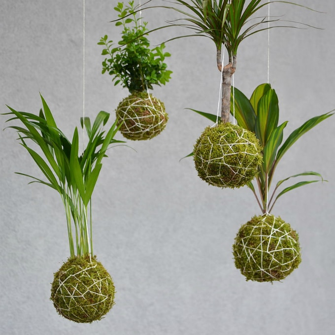 Kokedama com orquídea