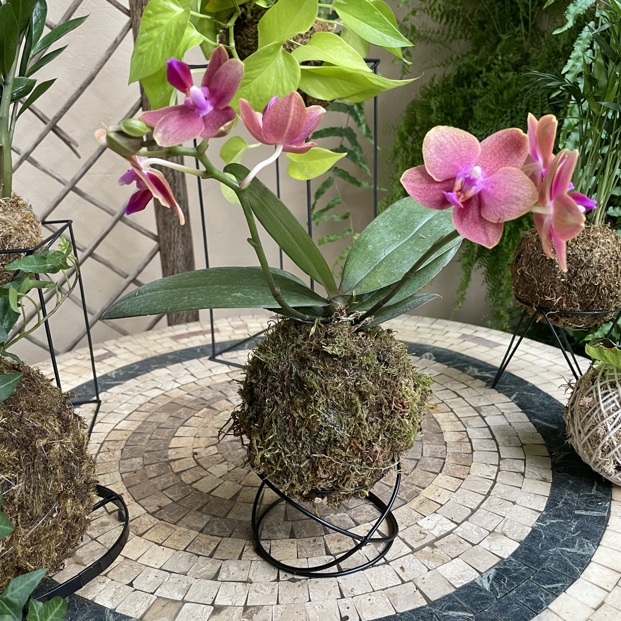 Kokedama com suculenta