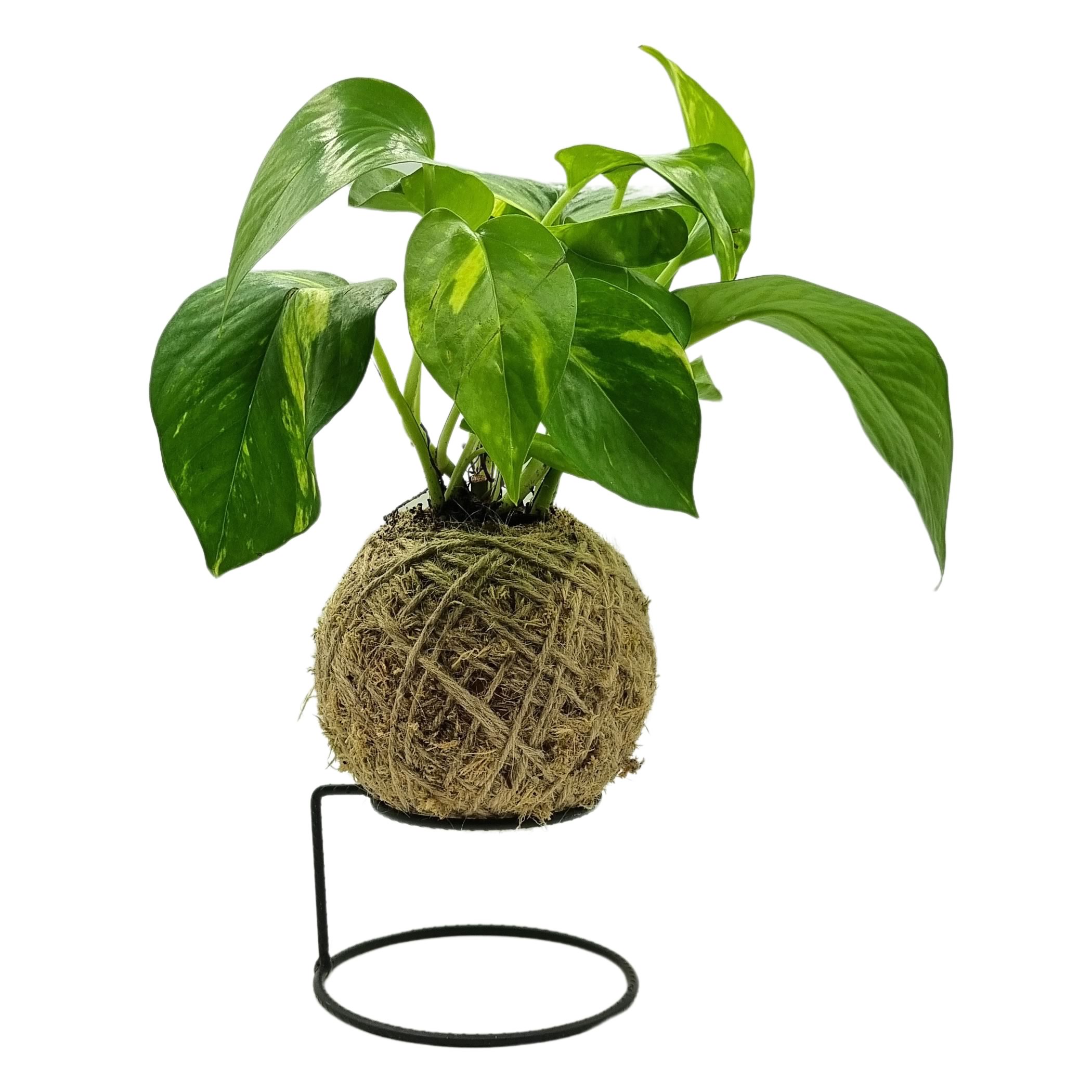 Kokedama com samambaia