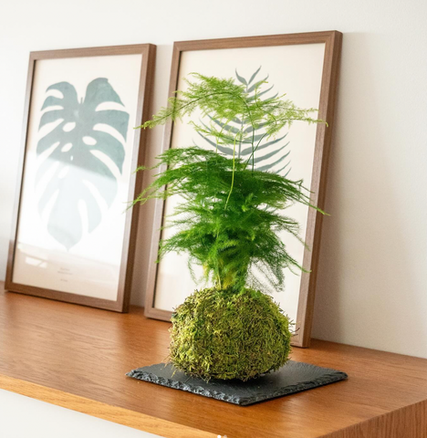 Kokedama com lírio da paz