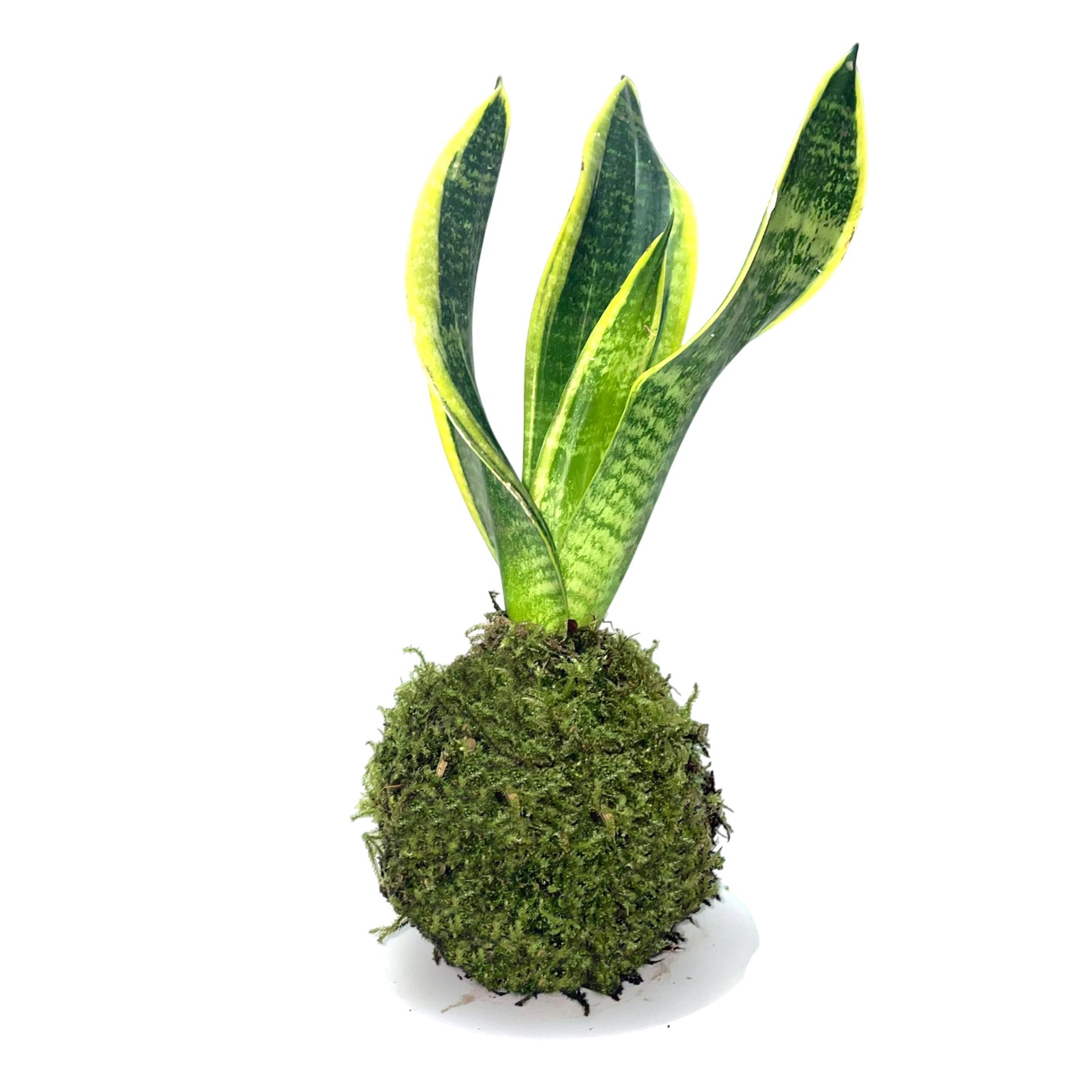 Kokedama com espada de são jorge