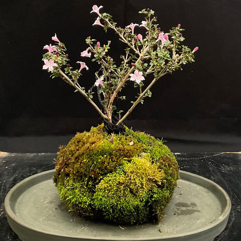 Kokedama passo a passo