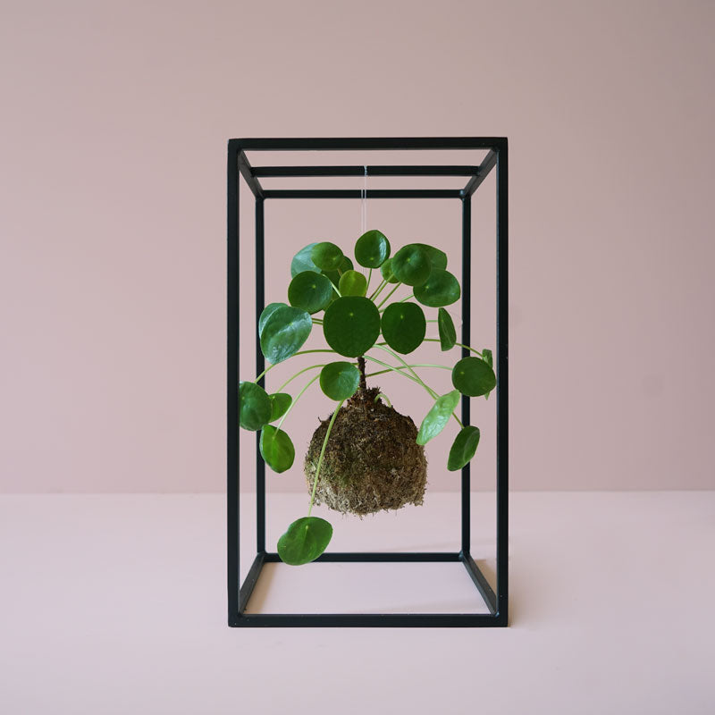 Kokedama com jade