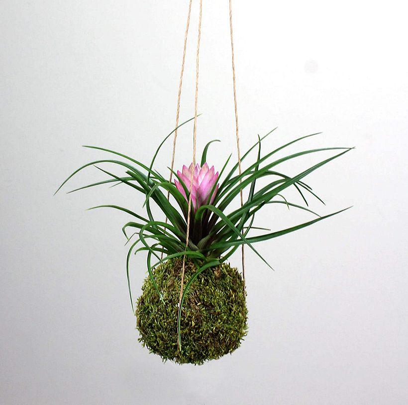 Kokedama com syngonium
