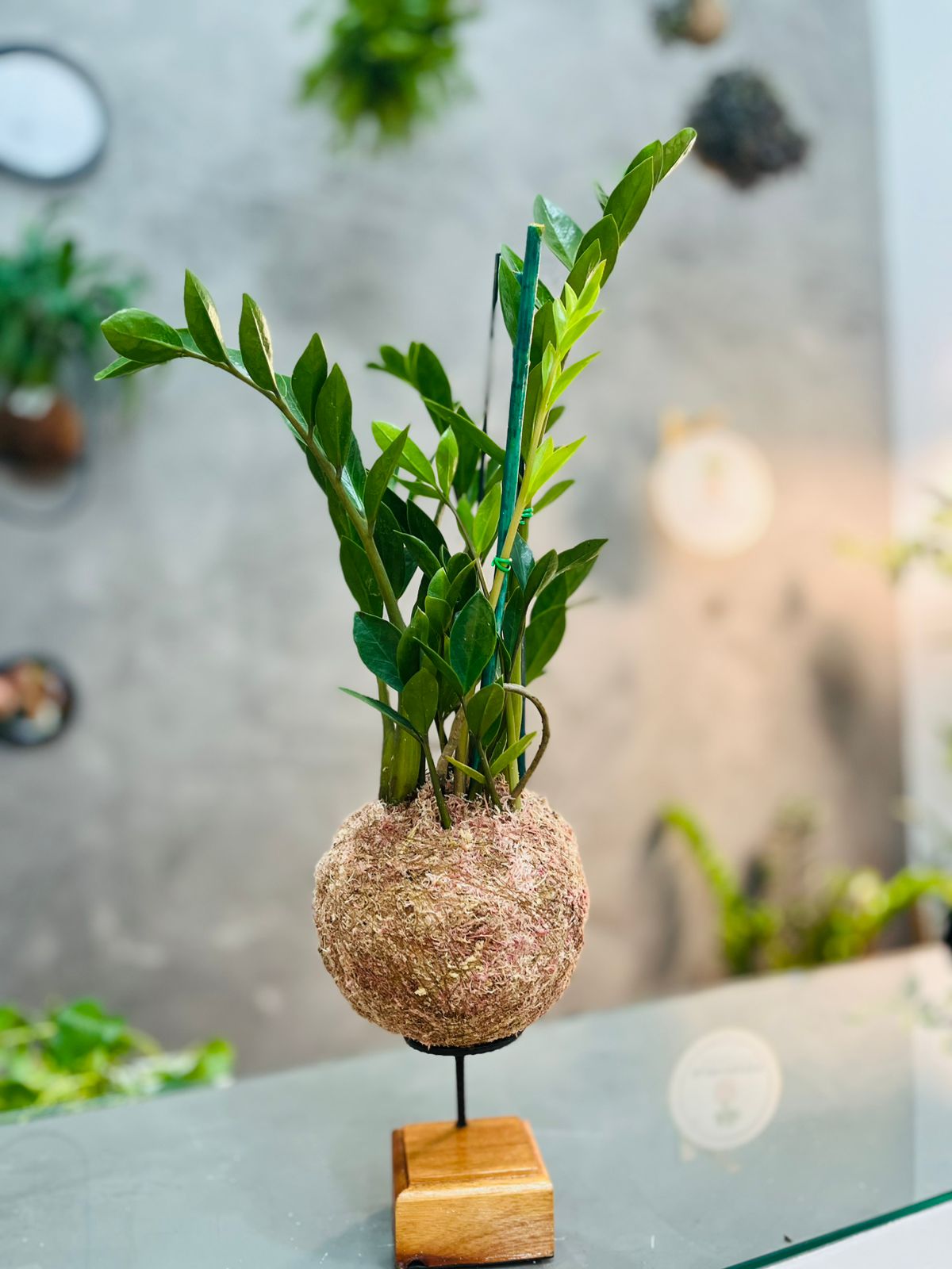Tipos de plantas para kokedama