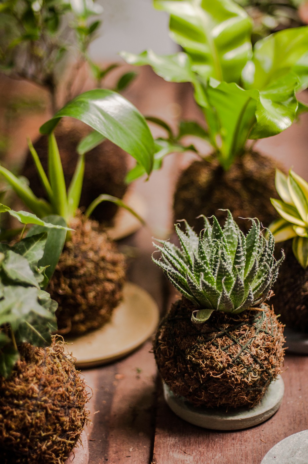 Kokedama para iniciantes