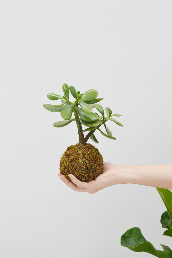 Kokedama de musgo