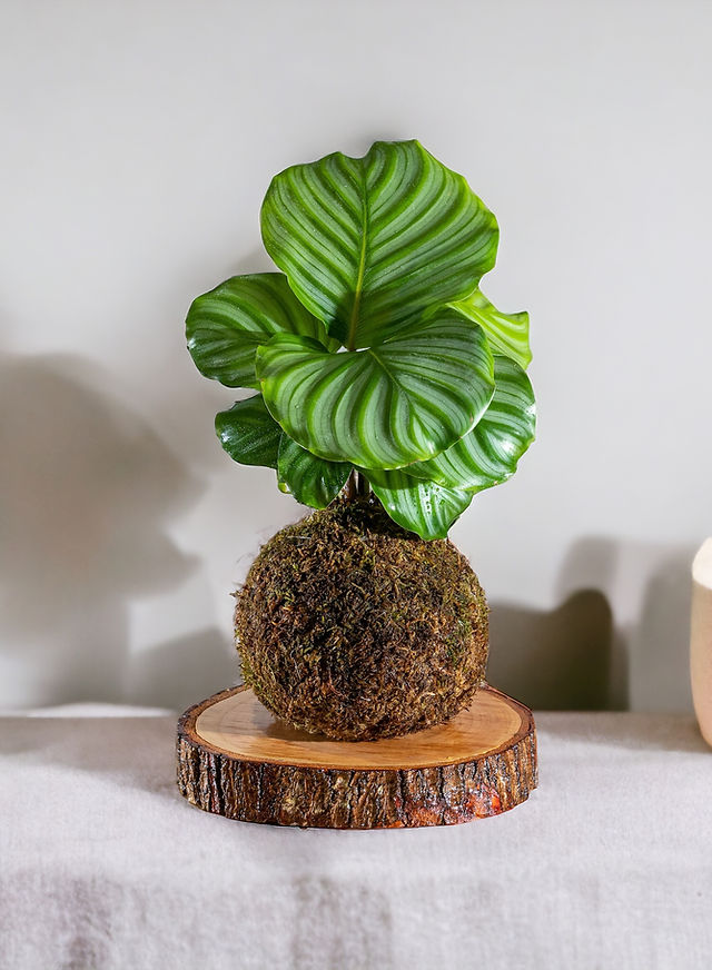 Kokedama decoração