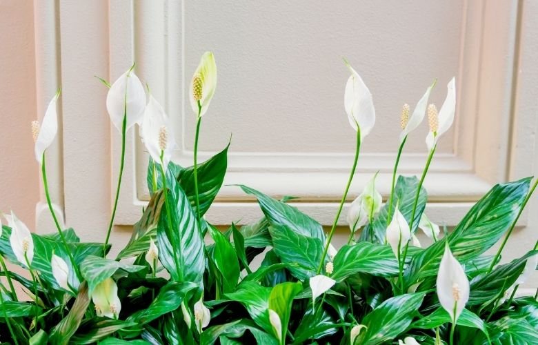 melhores tipos de lírios para jardim