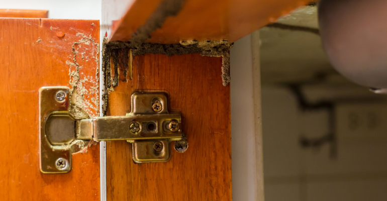 jequitiba vs ipê: qual madeira é melhor contra cupins