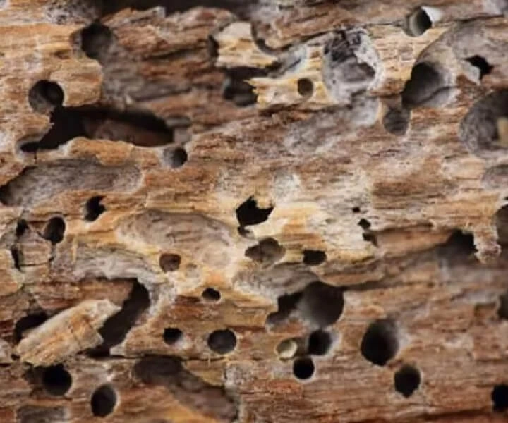 custo benefício do tratamento anti cupim para jequitiba