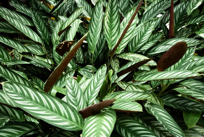 Calathea Zebrina