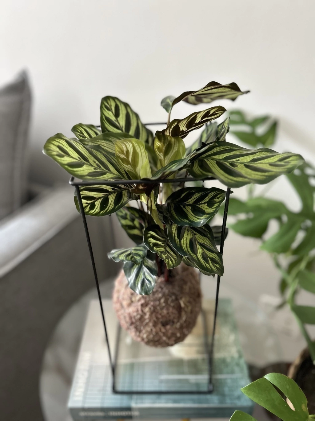 Maranta Pavão (Calathea makoyana)