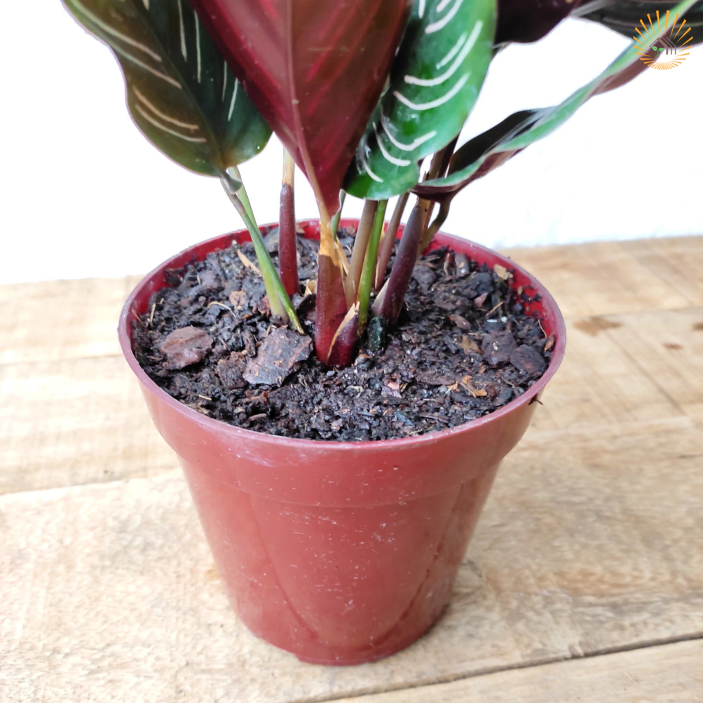 Maranta Riscada (Calathea ornata)