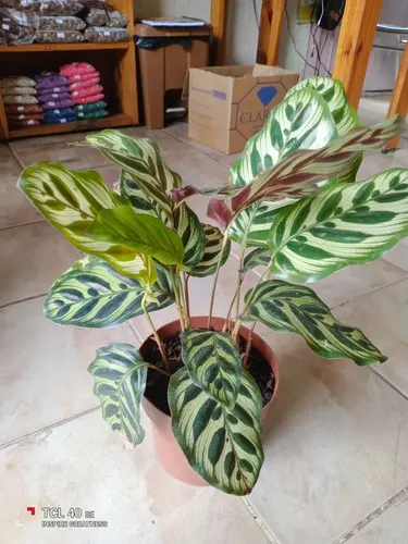 Maranta Tricolor