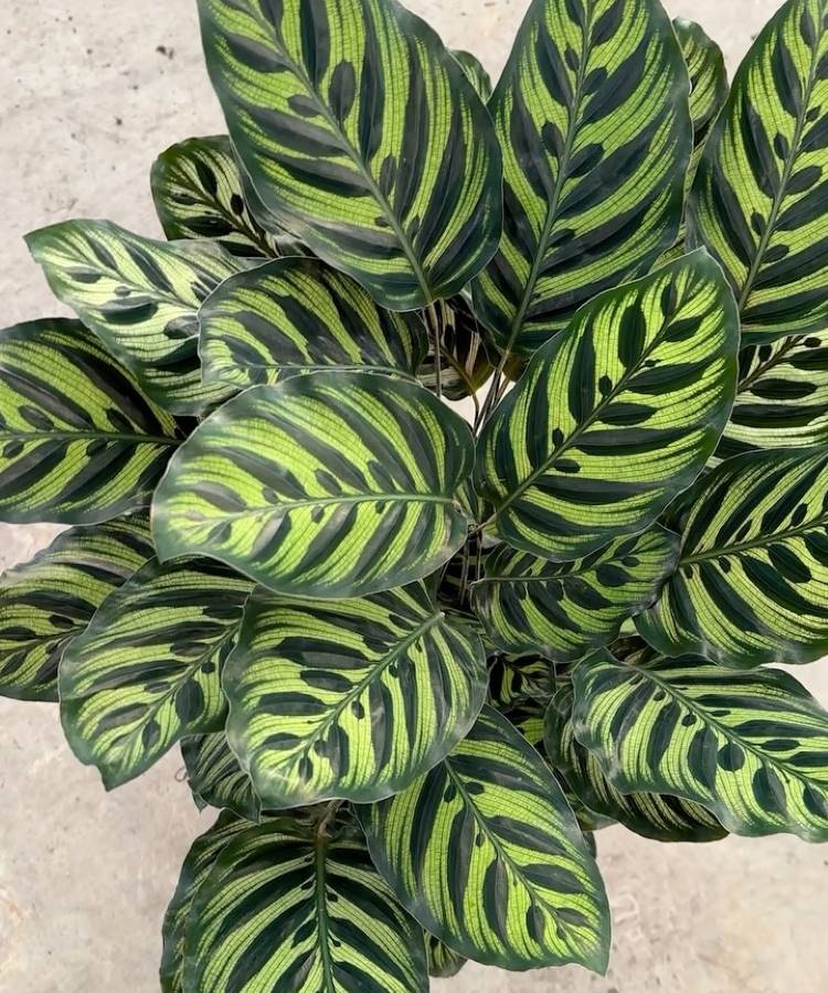 Calathea Zebrina