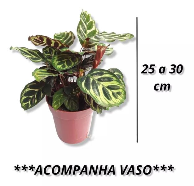 Calathea Rattlesnake