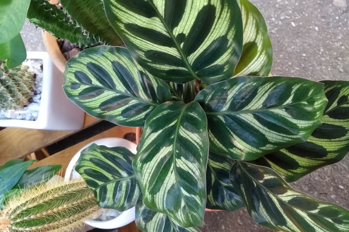 Maranta Tricolor