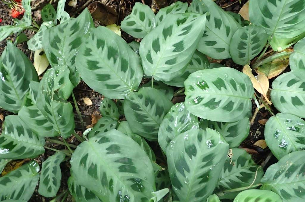 Calathea Orbifolia