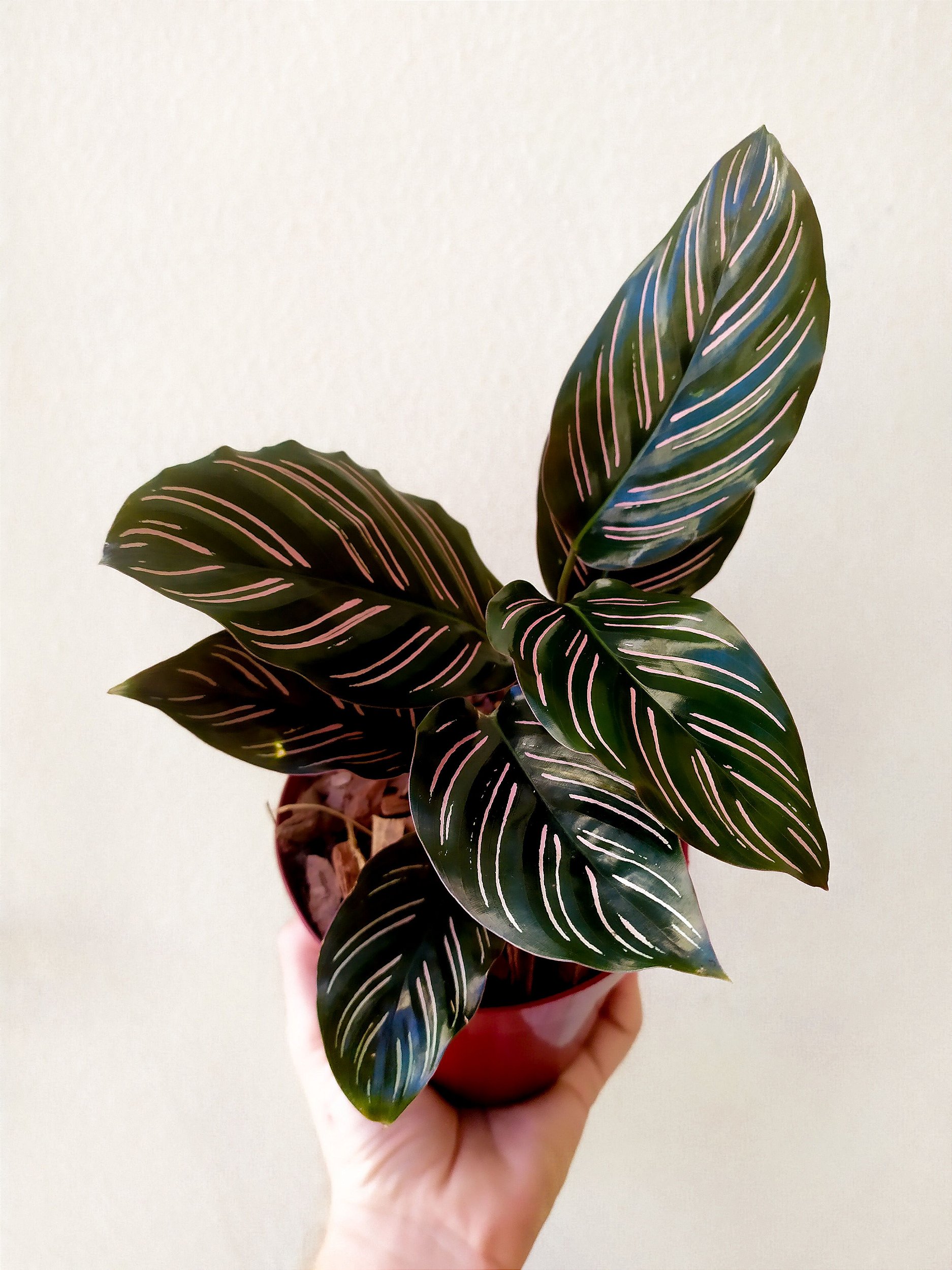 Calathea Zebrina