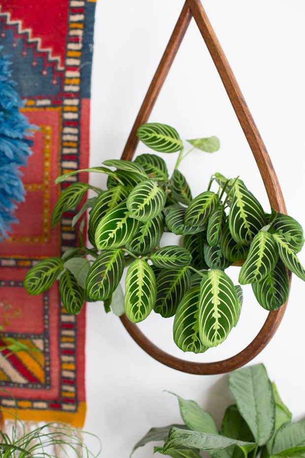 Calathea Rattlesnake