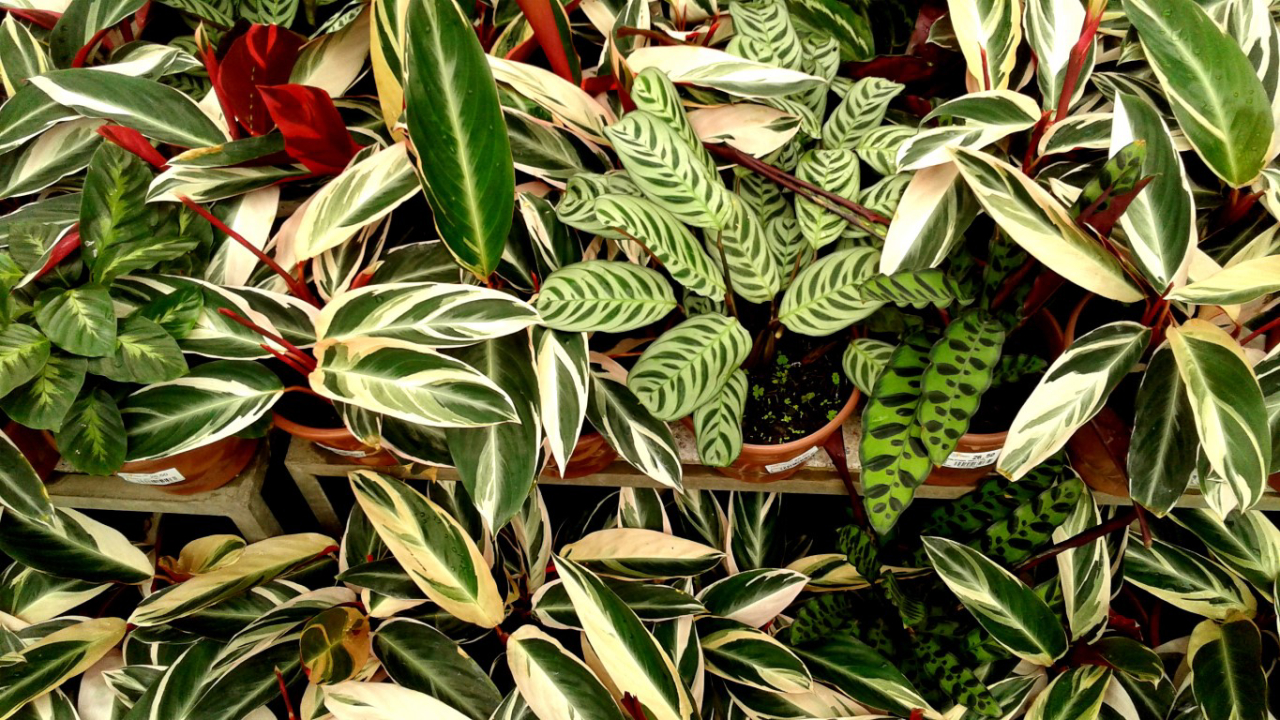 Maranta Pavão (Calathea makoyana)