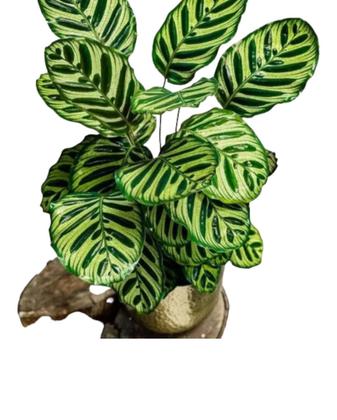 Maranta Riscada (Calathea ornata)