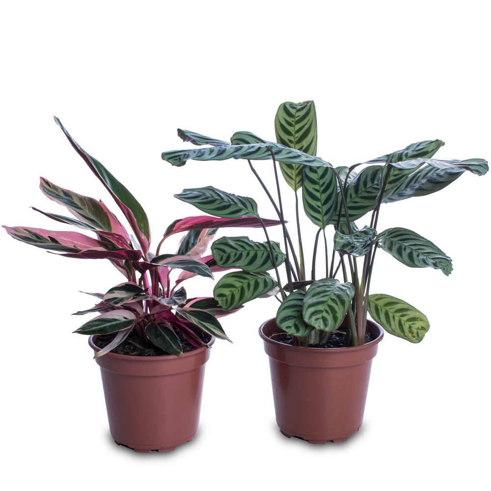 Calathea Orbifolia