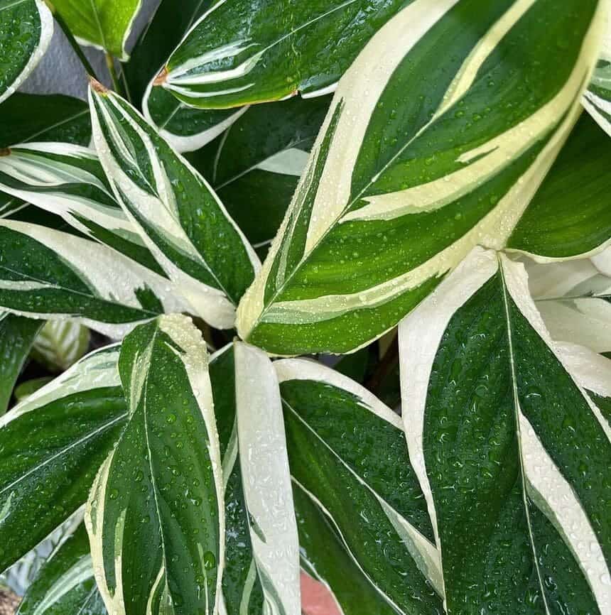 Maranta temperatura ideal