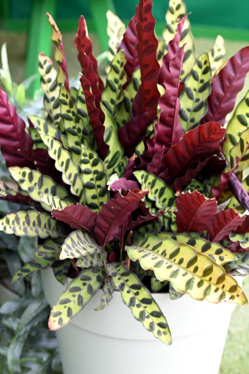 Maranta tipos fáceis de cuidar